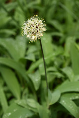 wild garlic