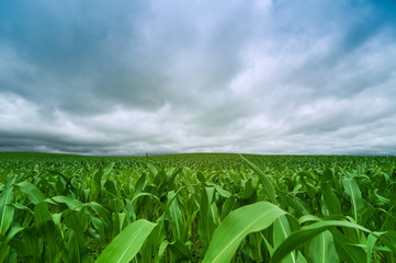green corn field and blue sky cloud