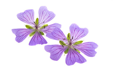 geranium flowers isolated