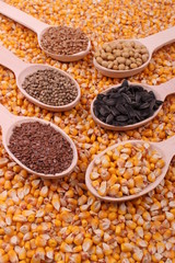 seed