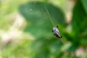 Insects trapped on a spider web.
