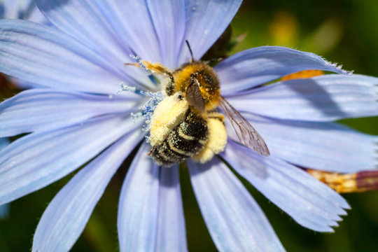 The bee on the blue color collects pollen - a beautiful screensaver.