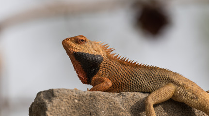 Desert chameleon 
