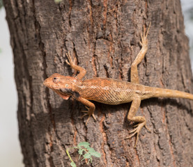 Desert chameleon 