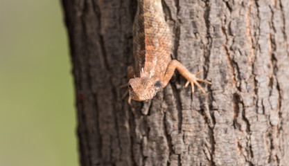 Desert chameleon 
