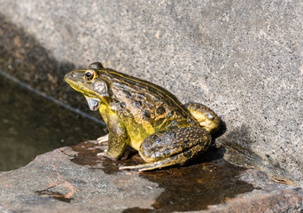 Frogs mating season