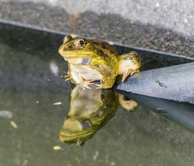 Frogs mating season