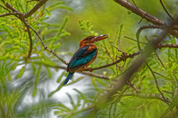Kingfisher bird portrait 