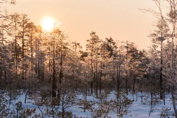 Foto auf Leinwand Beatiful sunrise in the winter, sunlight trought the trees, snowy, cold nature © rolandslin