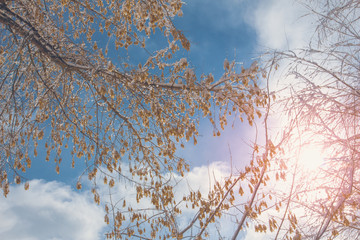 Maple branch in winter against a blue sky