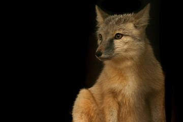Coyote portrait isolated on a dark background.