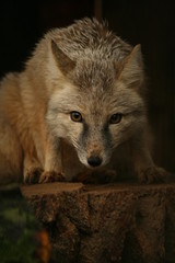 Coyote portrait isolated on a dark background.