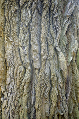 zitterpappelrinde