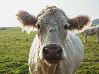 Portrait of a Cow