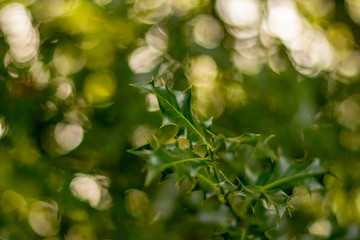 holly leaf