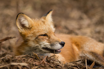 キタキツネ
