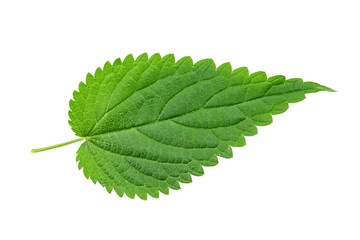 Nettle leaf isolated