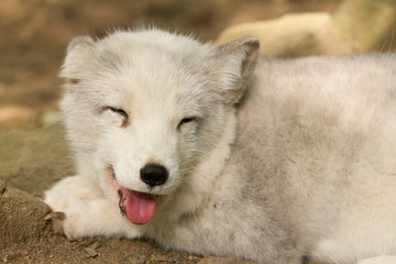 Naklejka premium ホッキョクギツネ