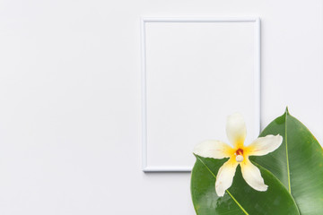 White frame mockup with beautiful big green ficus leaves tropical flower. Organic Cosmetics Wellness spa body care concept. Minimalist. High resolution banner poster. Copy space