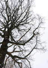 Fototapeta na wymiar Old tree in the winter forest closeup