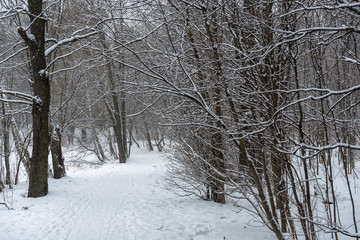 Hiking trail in the winter snowy forest