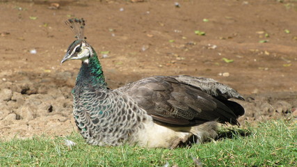 Pfauenhenne weblicher Pfau
