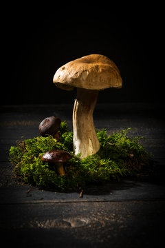 Bay boletus and boletus on moss