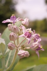 Fototapeta na wymiar crown flower in nature garden