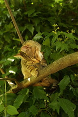 A cute striped cat playing on a tree branch