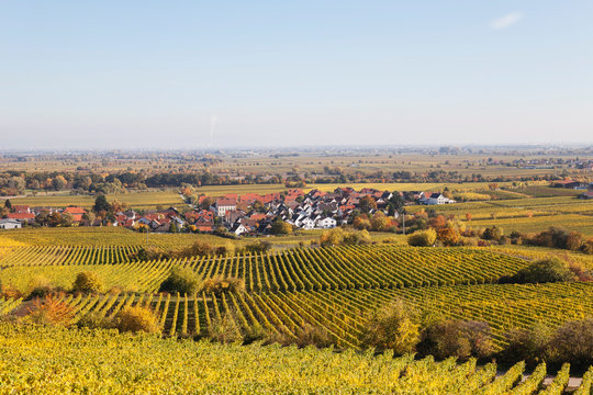 Germany, Rhineland-Palatinate, Pfalz, German Wine Route, wine village Forst and vineyards in autumn colors