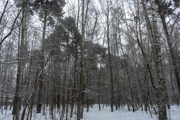 Winter snowy forest on a cloudy day