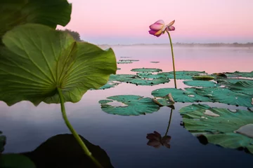 Crédence de cuisine en verre imprimé Nénuphars Fleur de lotus sur un lac au coucher du soleil