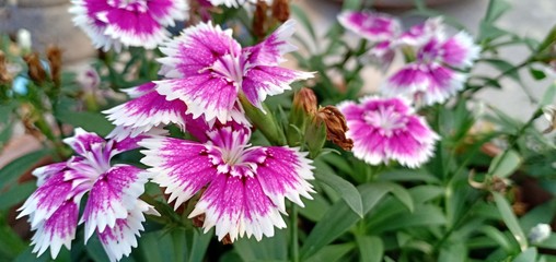 Obraz premium Purple Butterfly Flower Background in Thailand