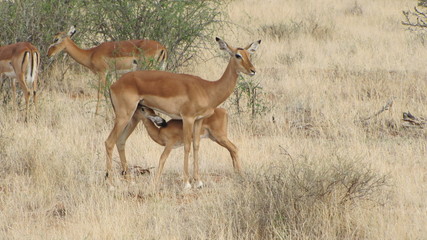 Impala mit Jungtier