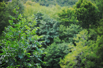 Fototapeta na wymiar forest green nature background