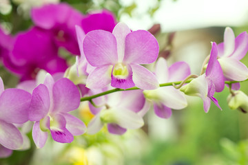 beautiful purple orchid flower blooming in a garden background 