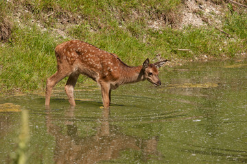 Rothirschkitz am Wasserloch
