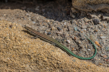iberian lizard basking in the sun, podarcis hispanicus