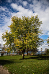 Fototapeta premium Autum tree