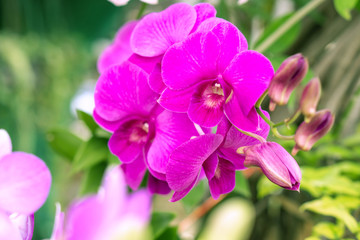 beautiful purple orchid flower blooming in a garden background 