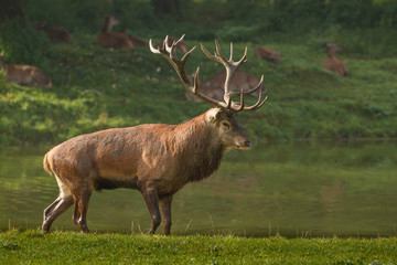 Rothirsch (Cervus elaphus) vor Herde am Wasserloch