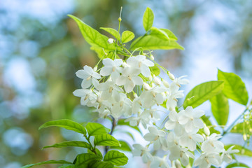 beautiful bunch of white wrightia religiosa benth flower background