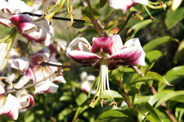 Hybrid lilium leslie woodriff red and white lily flowers