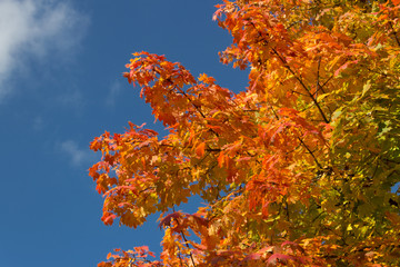 Herbst