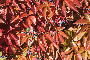Parthenocíssus quinquefolia or virginia creeper or five-leaved ivy red foliage