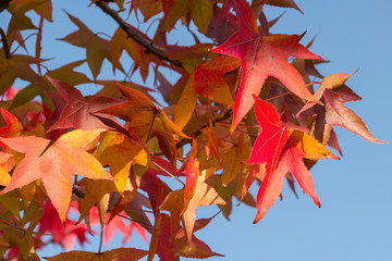 Fototapeta premium Herbstbläter Ahorn rot