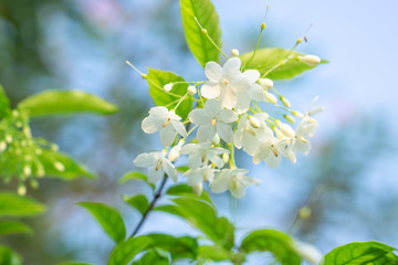 beautiful bunch of white wrightia religiosa benth flower background