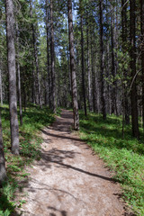 Fototapeta na wymiar Path through a forest with tall pine trees on both sides, leading towards the unknown in the Canadian Rocky Mountains.