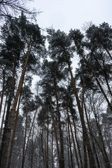 Obraz premium Crown of trees in the winter forest
