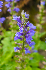 Great lobelia siphilitica blue flowers